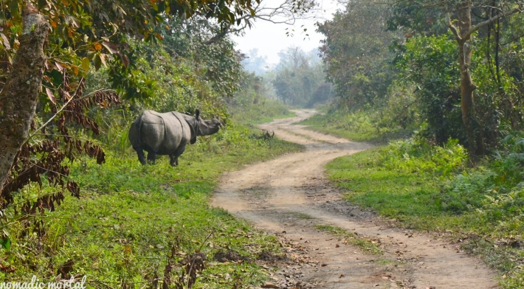 A little gem called Kaziranga!